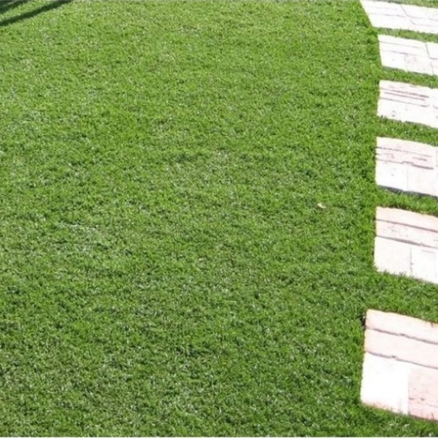 GrecoShop prato sintetico 2x5 m erba 20 mm drenante